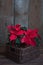 Christmas poinsettia isolated in the basket on the vintage wooden background.