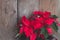 Christmas Poinsettia isolated on the vintage wooden background