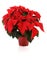 Christmas Poinsettia Isolated On White