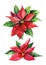 Christmas poinsettia isolated on white background, watercolor flower