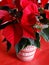 Christmas poinsettia plant homecelebration decoration
