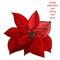 Christmas poinsettia with three berries. Merry Christmas and happy new year text.