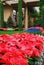 Christmas Poinsettias on display