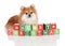 Christmas Pomeranian