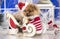 Christmas pomeranian dog in red santa hat