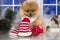 Christmas pomeranian dog in red santa scarf