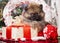 Christmas Pomeranian Spitz puppy