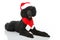 Christmas poodle