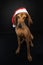 Christmas portrait of a brown Segugio Italiano dog wearing a red Santa hat on a black background.