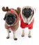 Christmas Pugs