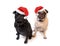 Christmas Pugs