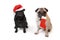 Christmas Pugs