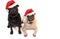 Christmas Pugs