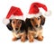 Christmas puppies