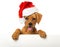 Christmas puppy with santa hat