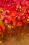 Christmas red and gold lights background