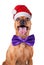 Christmas Red Miniature Pincher, zwergpinscher in