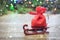 Christmas red sack with gifts on sled on a wooden background with spruce branches and garlands.