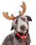 Christmas Reindeer Dog Closeup