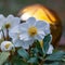 Christmas rose, Helleborus niger