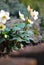 Christmas rose (Helleborus niger)