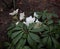 Christmas Roses in a Garden