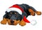 Christmas Rottweiler