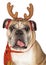 Christmas Santa BullDog With Reindeer Antlers