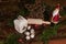 Christmas scene with cinnamon stars, Santa Claus, rolling pin, a ceramic biscuit tin and other christmas decoration on an old wood