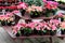 Christmas scene with several potted poinsettia plants arranged on table at nursery