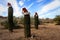 Christmas scenes, 3 Santa Claus hats on cactus in desert