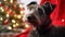 Christmas Scottish terrier background. Merry Christmas, Happy New Year concept. Cute Dog dressed in wearing festive