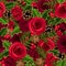 Christmas seamless background with roses and holly