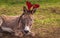 Christmas season, donkey with decoration, elk hat, cute animal