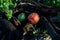 Christmas in seaweed, red and green Christmas spheres with glitter decorations, dry seaweed, black driftwood Christmas in July