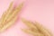 Christmas simple festive bright background - gold glittering palm branches on pastel pink color, top view, copy space.
