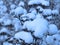 Christmas snow-covered plants scene. Macro. Winter rural landscape. Snowy meadow. Dry grass in the snow close-up. Gently blue bac