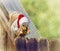 Christmas squirrel sitting on fence in the winter