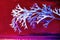 Christmas staghorn plant on red glitter background