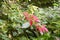 Christmas Star flower, with nature bokeh background,growth fresh during day time