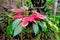 Christmas Star flower, with nature bokeh background,growth fresh during day time