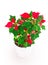 Christmas star flowerpot