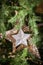 Christmas star ornaments on Christmas tree
