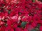 Christmas star  poinesettia  dark green leaves  when cool weather the shoots turn deep red.