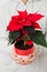 Christmas star poinsettia