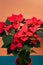 Christmas star poinsettia, exotic decorative houseplant, popular seasonal traditional Xmas gift, clay pot gardening detail