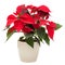 Christmas Star Poinsettia flower