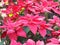 Christmas star, poinsettia green and red leaves tree blooming in garden nature background