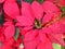 Christmas star, poinsettia green and red leaves tree blooming in garden nature background