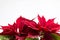 Christmas Star Poinsettia red tree on white